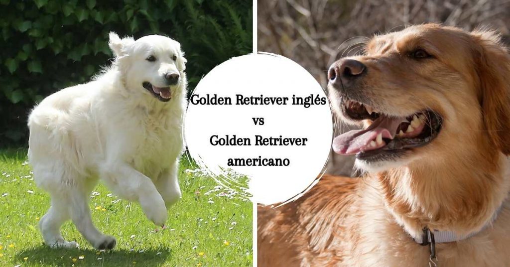 Golden Retriever inglés y Golden Retriever americano ¿Son la misma raza?
