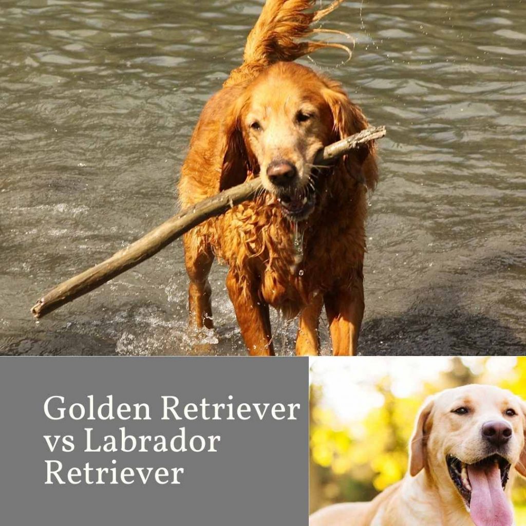 Golden Retriever vs Labrador Retriever – Factores para ayudarte a elegir