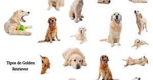 Tipos de Golden Retriever